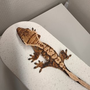 바브