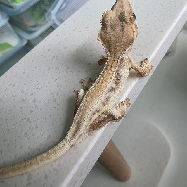 릴리화이트 화이트