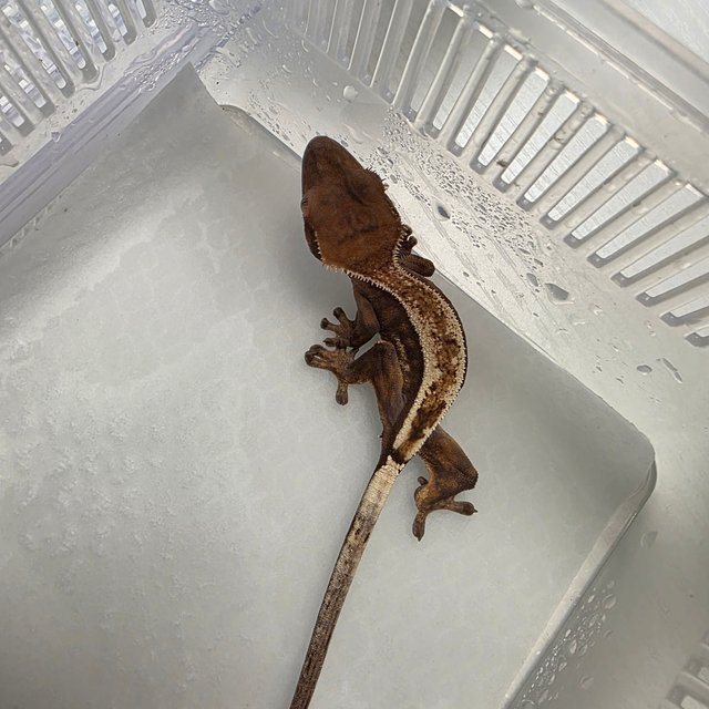 세이블 슈퍼 세이블 다크 블랙 화이트