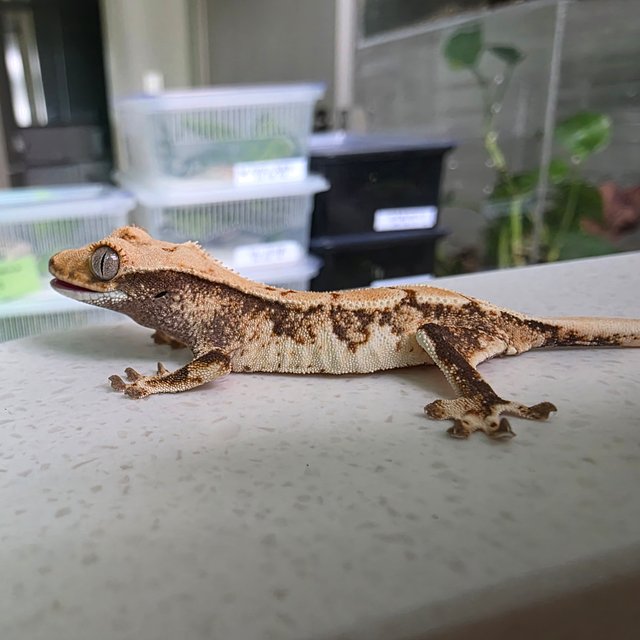 텐저린 트라이 화이트