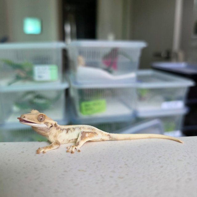 릴리화이트 화이트