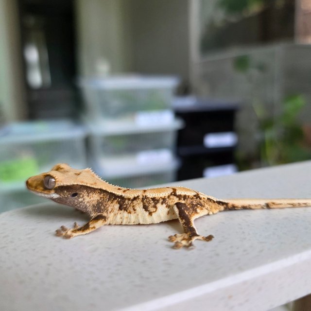 텐저린 트라이 화이트