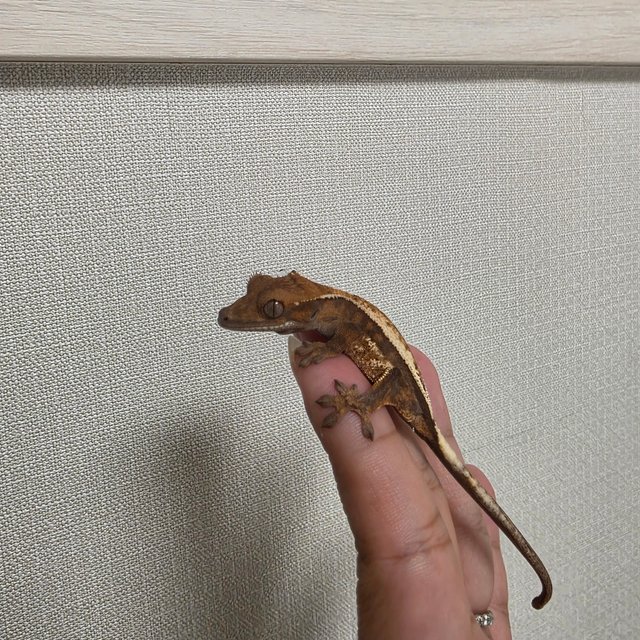 세이블 슈퍼 세이블 다크 블랙 화이트