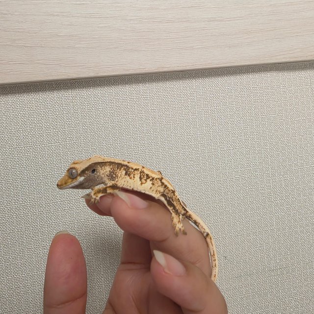 트라이 화이트포트홀 화이트스팟 텐저린 화이트 타이거