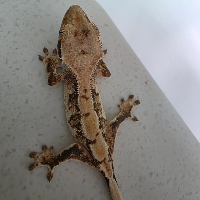 텐저린 트라이 화이트