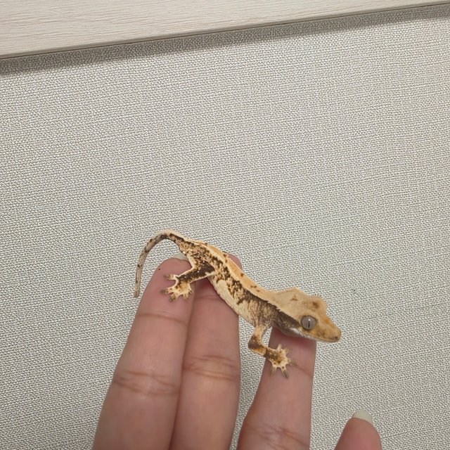 트라이 화이트포트홀 화이트스팟 텐저린 화이트 타이거