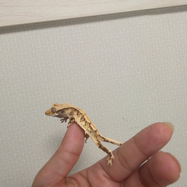 트라이 화이트포트홀 화이트스팟 텐저린 화이트 타이거