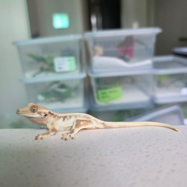 릴리화이트 화이트