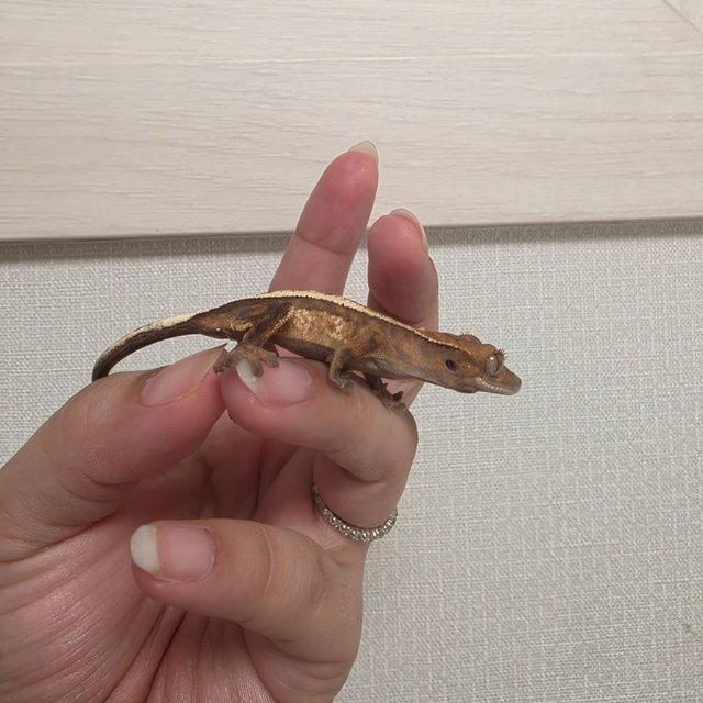 세이블 슈퍼 세이블 다크 블랙 화이트