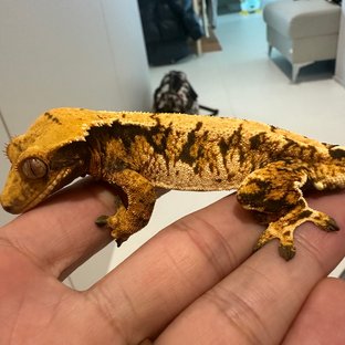 노멀 텐저린 트라이