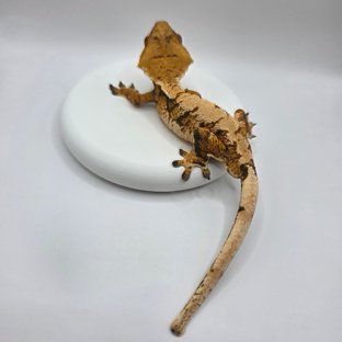 텐저린 트라이 화이트