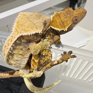 노멀 트라이 드리피 화이트 익스트림할리퀸 화이트핀