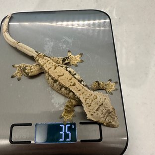 노멀 트라이 드리피 화이트스팟