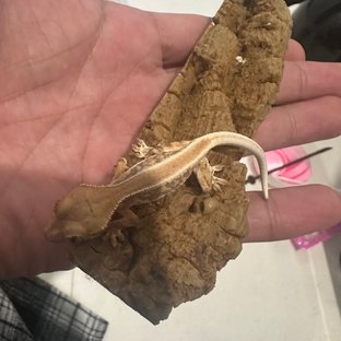 솔리드백 릴리화이트