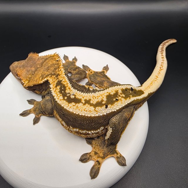 노멀 쿼드 풀핀 다크 카푸치노