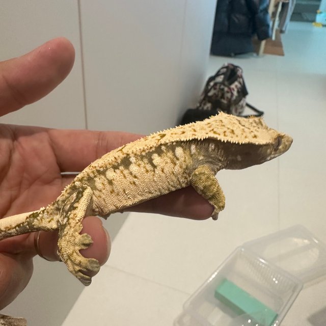 노멀 트라이 드리피 화이트스팟