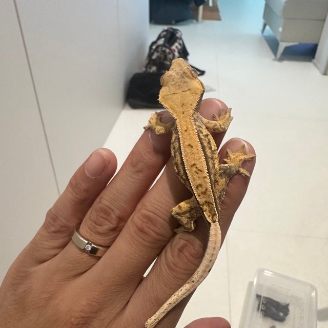 노멀 트라이 핀스트라이프 쿼드