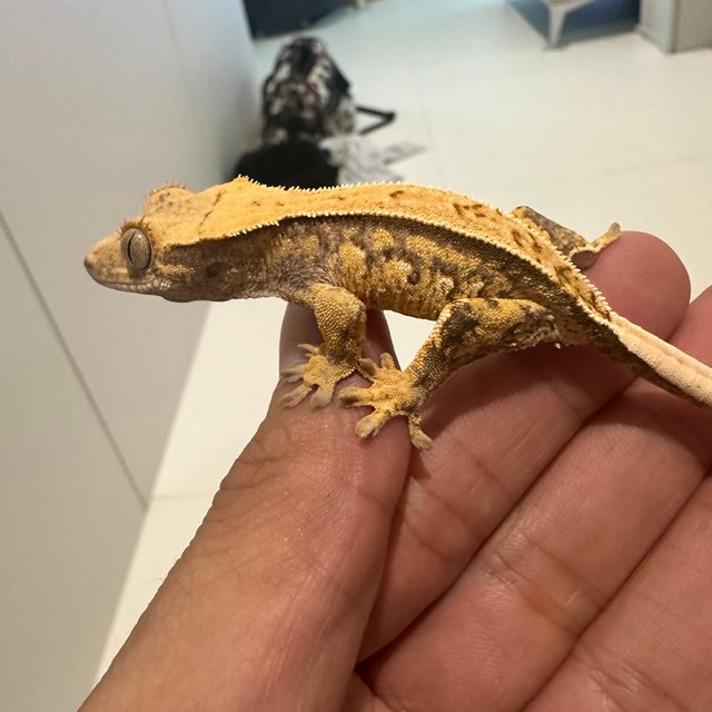 노멀 트라이 핀스트라이프 쿼드