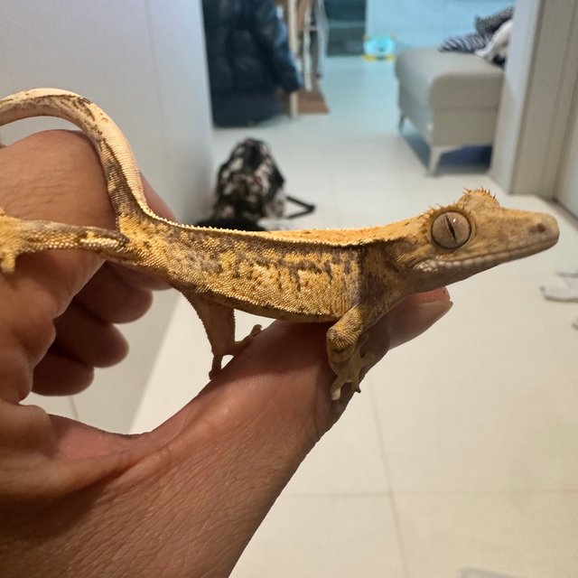 노멀 트라이 핀스트라이프 쿼드