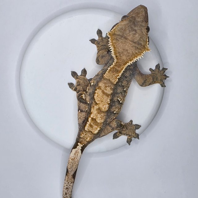 노멀 텐저린 트라이 익스트림할리퀸