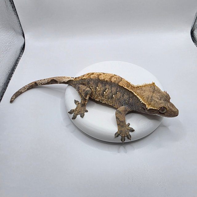 노멀 텐저린 트라이 익스트림할리퀸