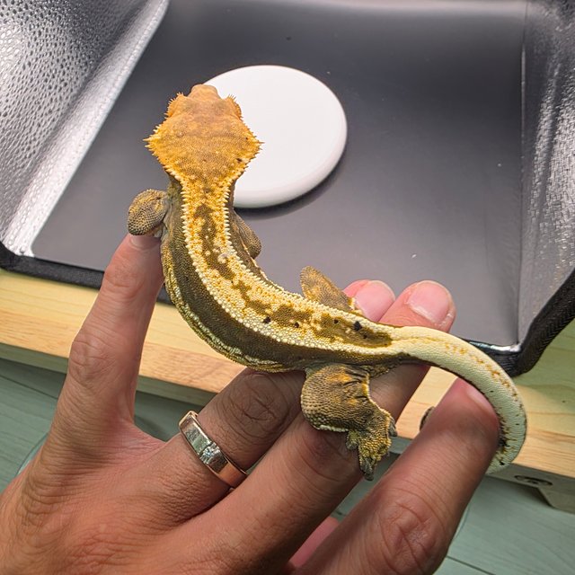 노멀 쿼드 풀핀 다크 카푸치노