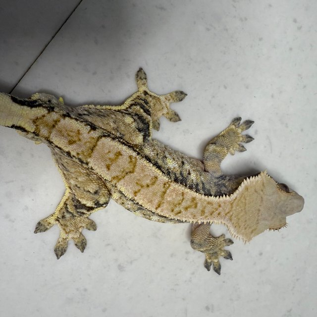 노멀 트라이 드리피 화이트 익스트림할리퀸 화이트핀