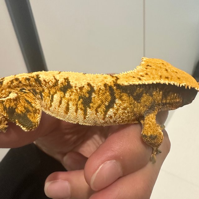 노멀 텐저린 트라이