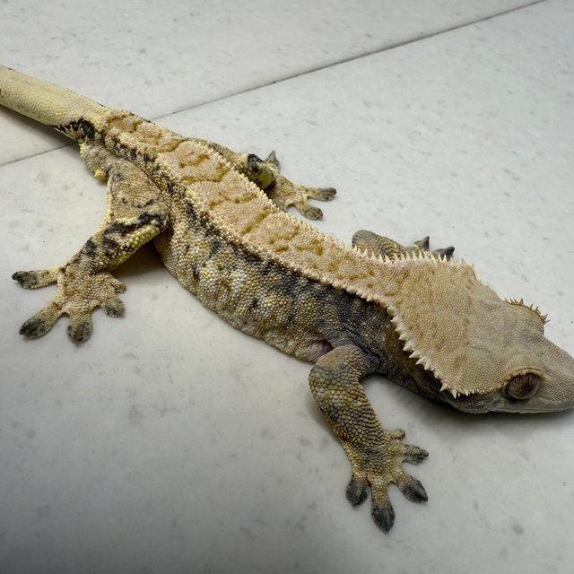 노멀 트라이 드리피 화이트 익스트림할리퀸 화이트핀