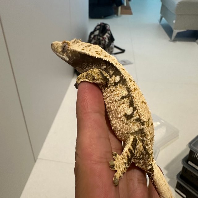 노멀 트라이 드리피 화이트스팟