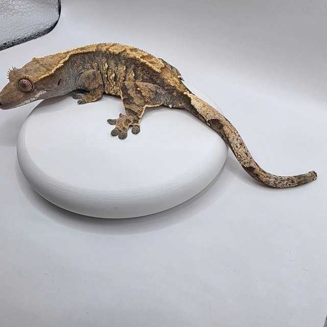 노멀 텐저린 트라이 익스트림할리퀸