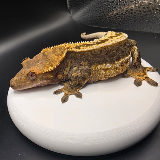 노멀 쿼드 풀핀 다크 카푸치노