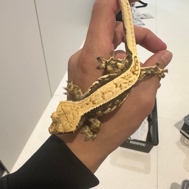 노멀 트라이 쿼드 풀핀