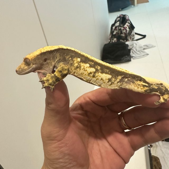 노멀 트라이 쿼드 풀핀