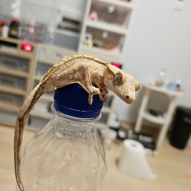 팬텀 크림 옐로우