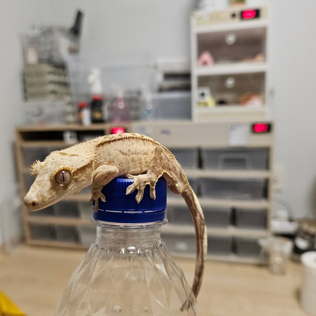 팬텀 크림 옐로우