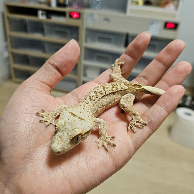 팬텀 크림 옐로우