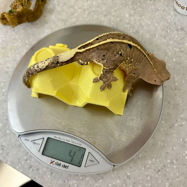 카푸치노