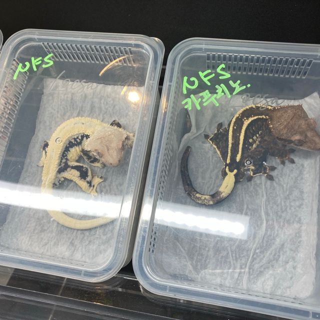 카푸치노