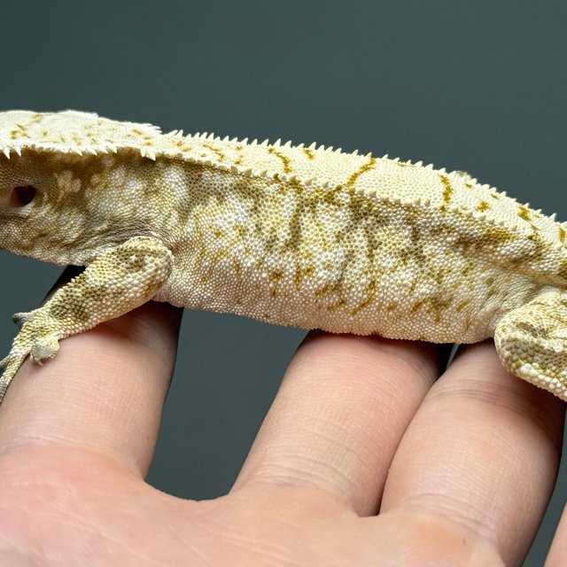 노멀 화이트스팟