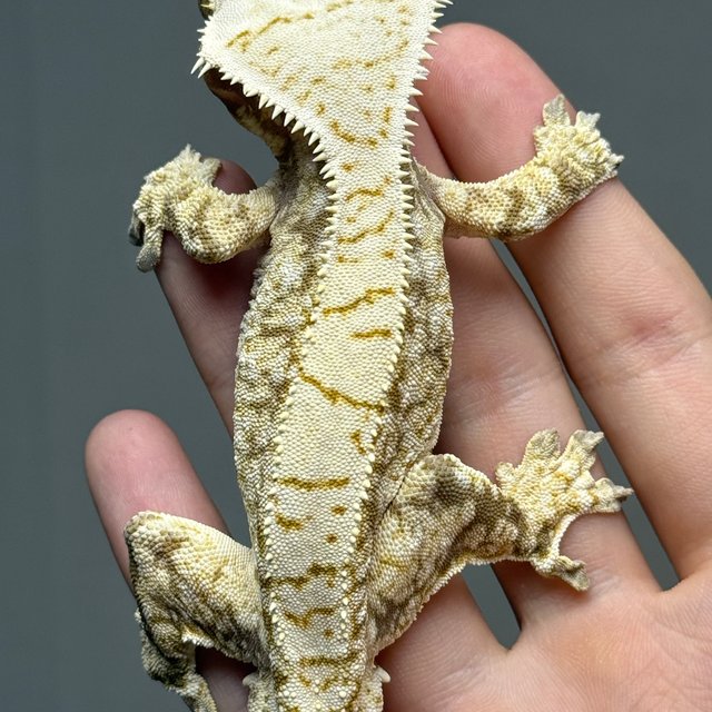 노멀 화이트스팟