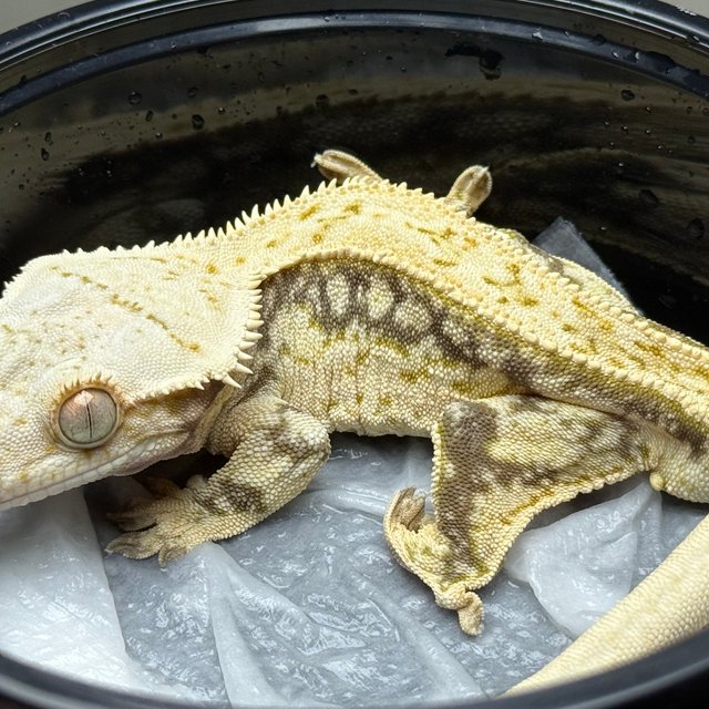 노멀 화이트스팟 쿼드 풀핀