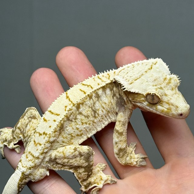 노멀 화이트스팟