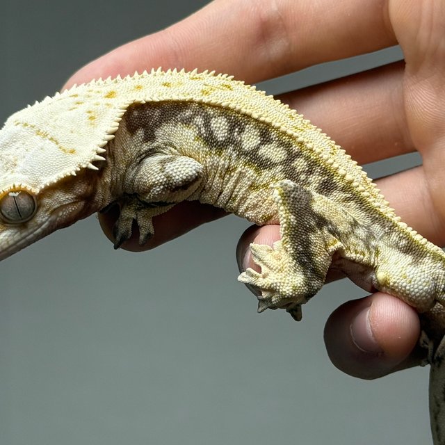 노멀 화이트스팟 쿼드 풀핀