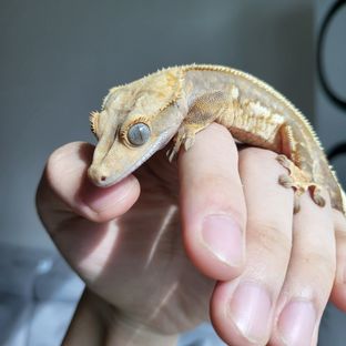 블루