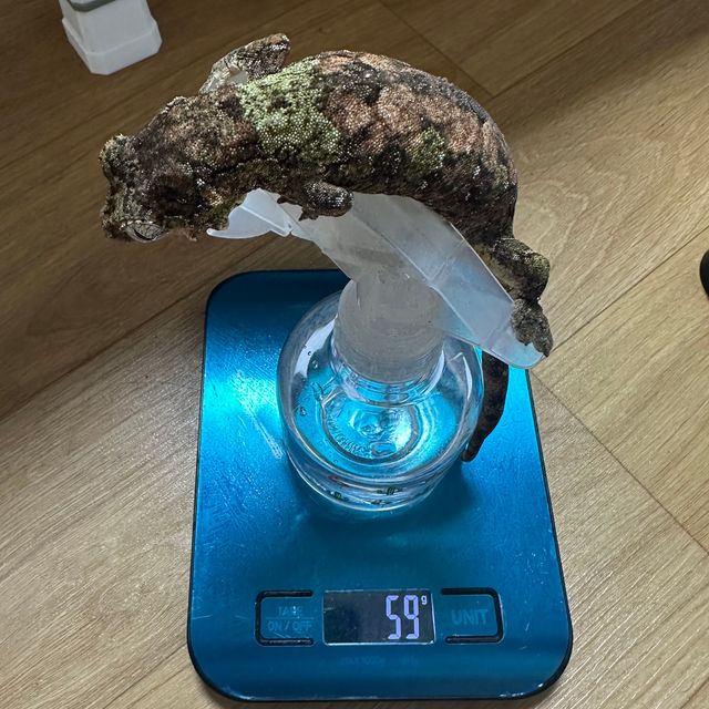 파인아일랜드 화이트카라