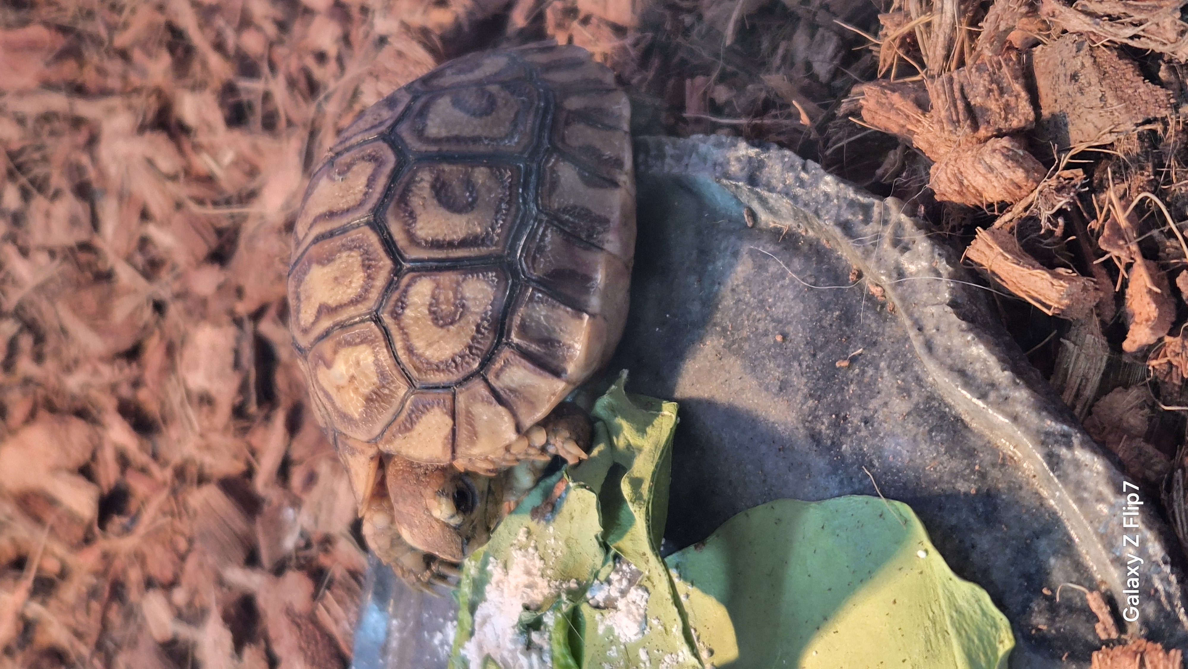 동헬수복이집사