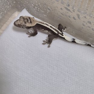 아잔틱