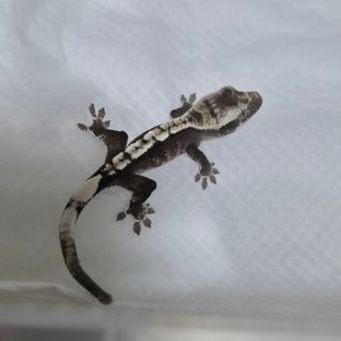 아잔틱