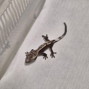 아잔틱